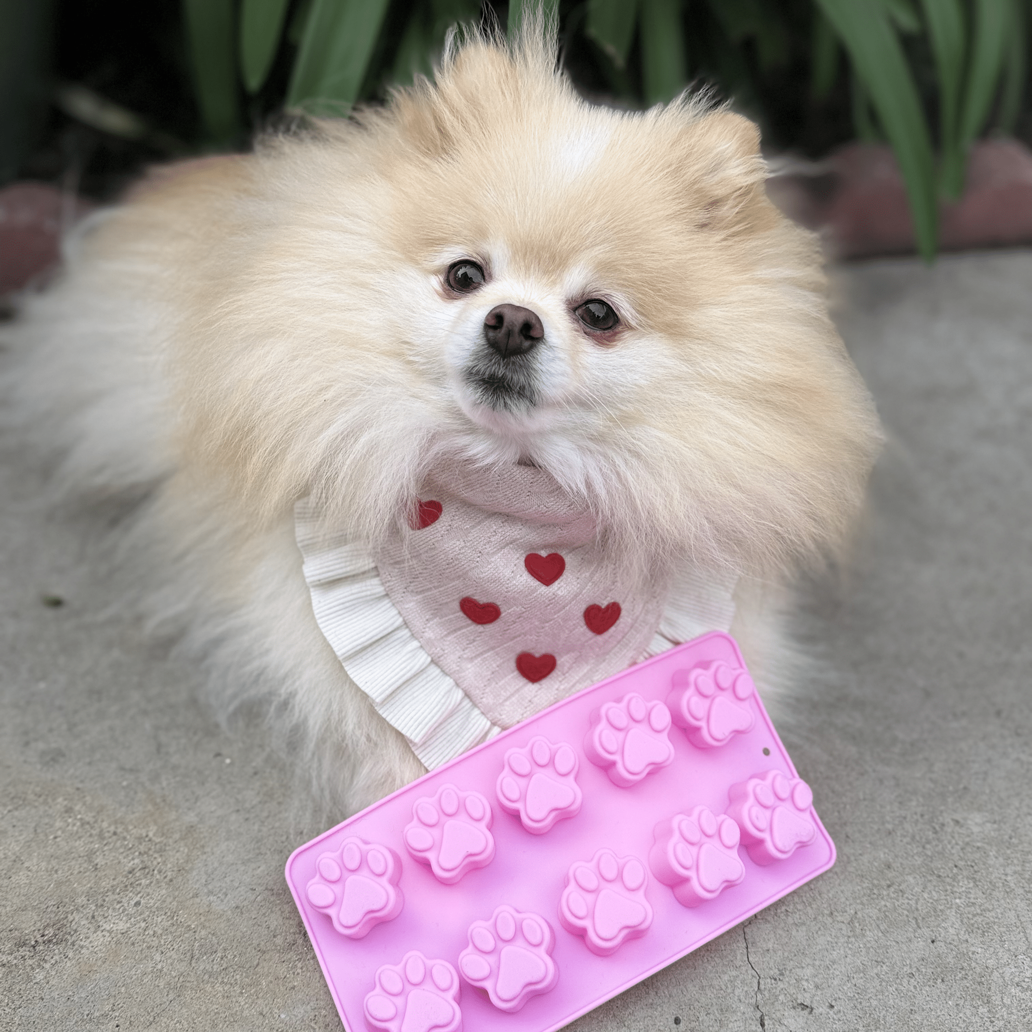 Pet Treat Molds